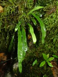 Notogrammitis billardierei. Mature plant growing epiphytically amongst mosses.
 Image: L.R. Perrie © Te Papa CC BY-NC 3.0 NZ